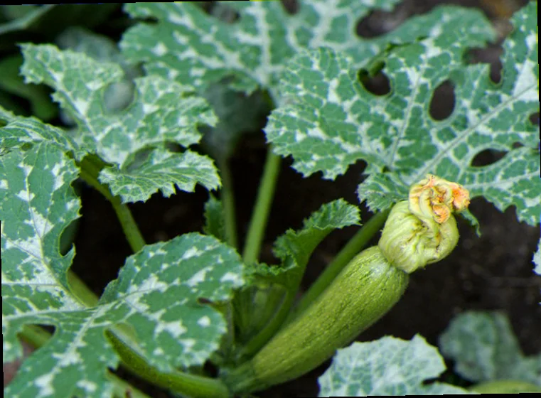 are squash plants toxic to dogs