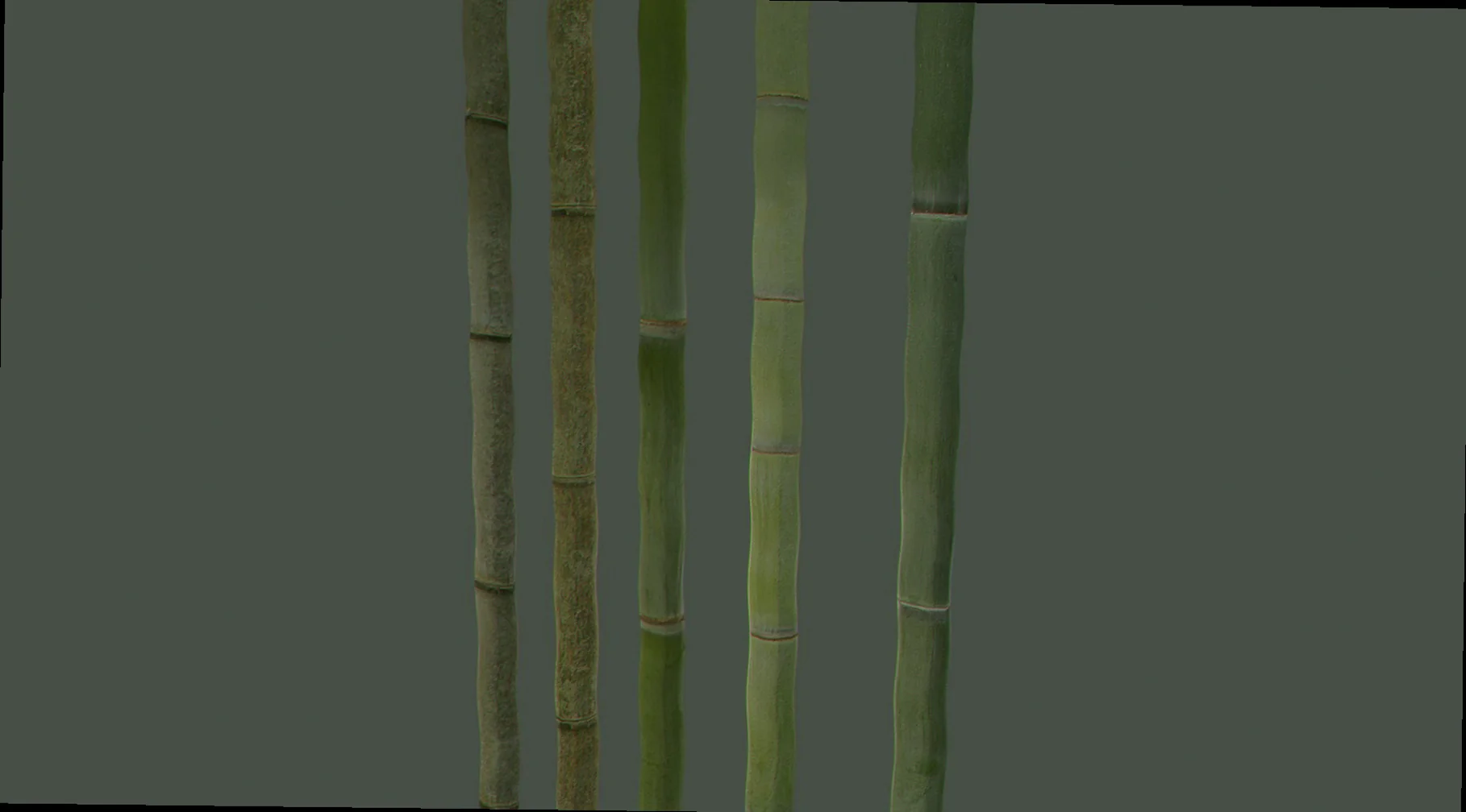 bamboo 3d model free download