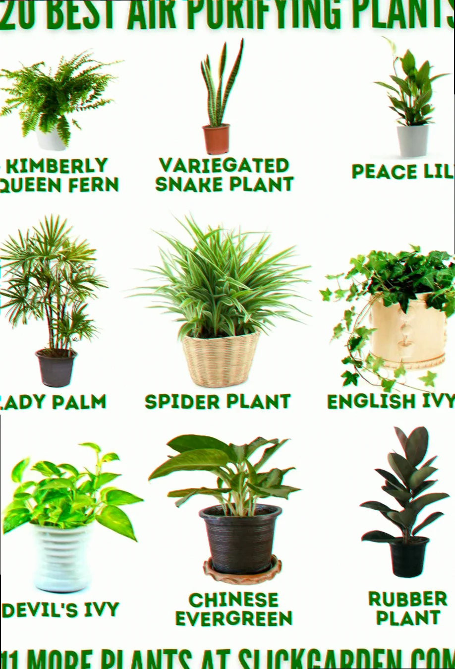 best outdoor plants for air purification