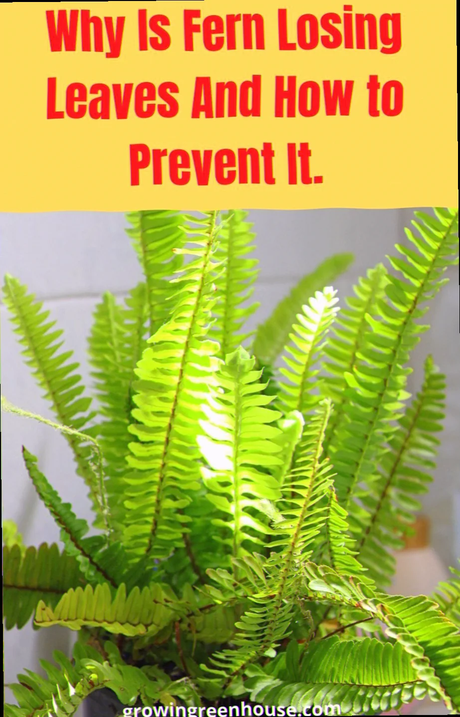 boston fern losing leaves