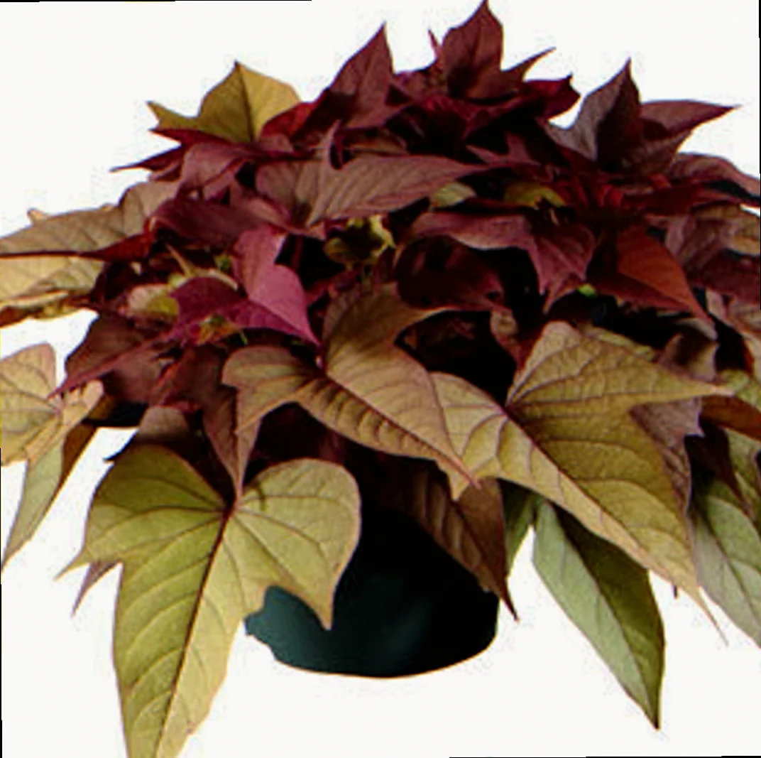 bright ideas sweet potato vine