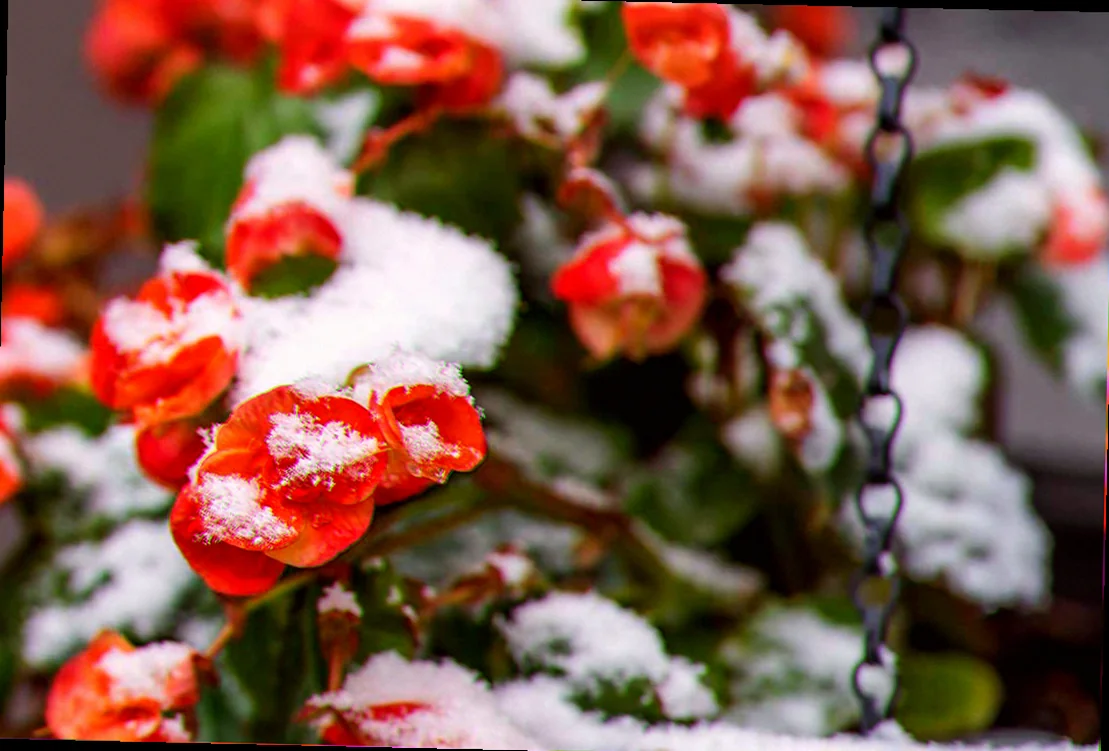 bring begonias in for winter