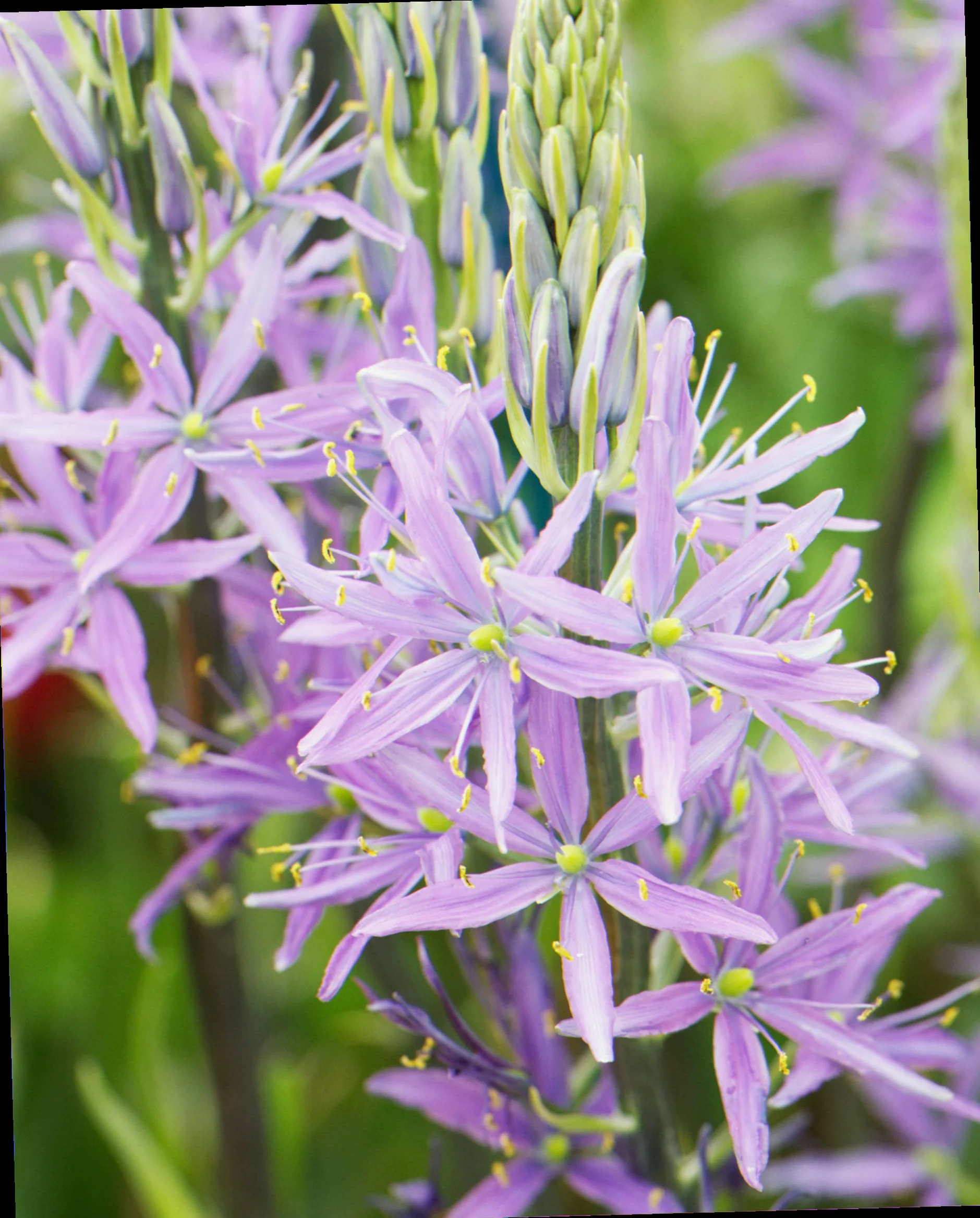 camassia gardeners world