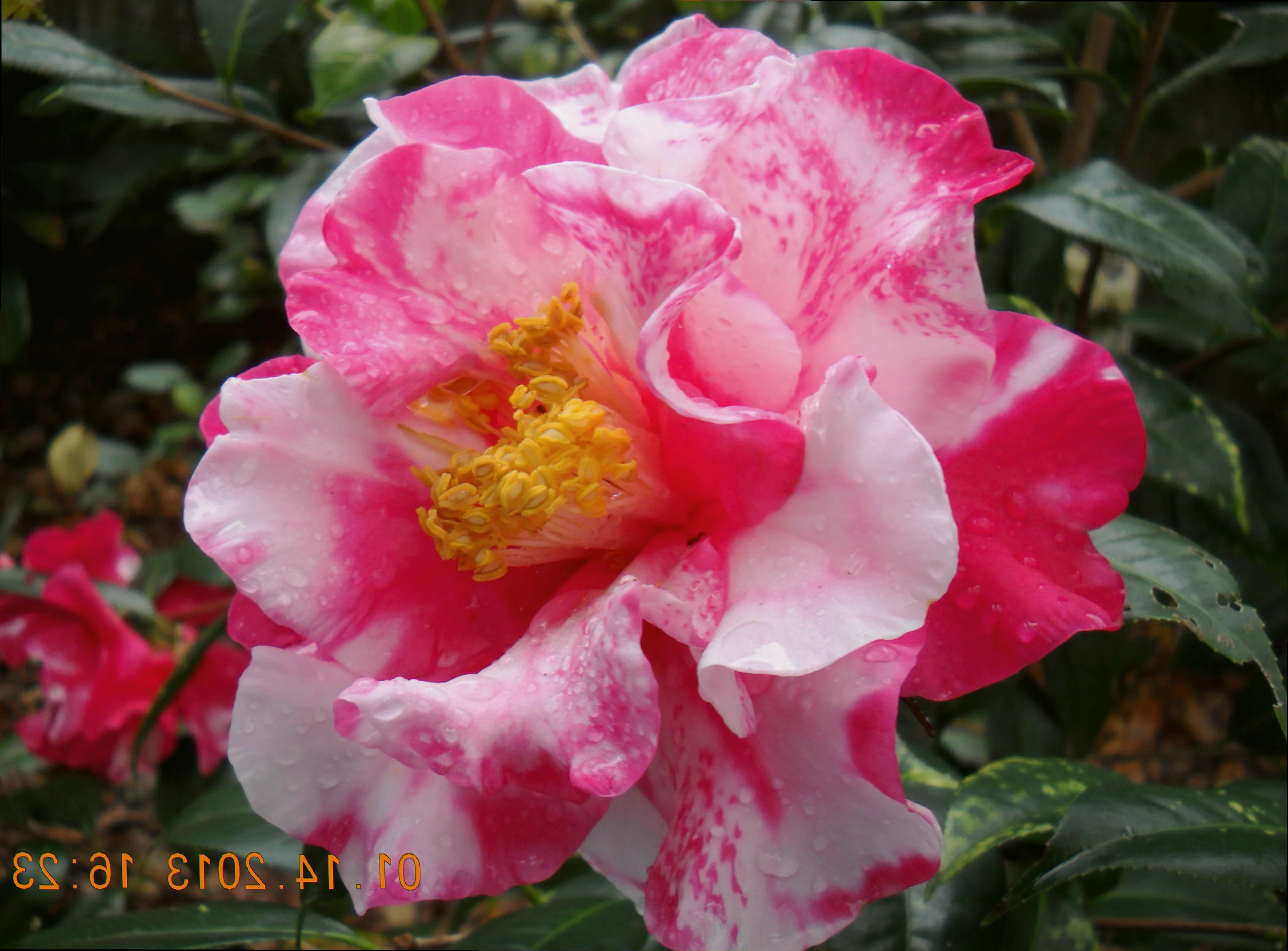 camellia reticulata frank houser