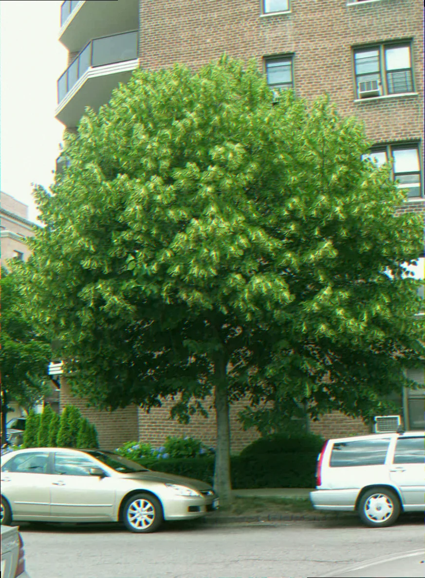 common trees in maine