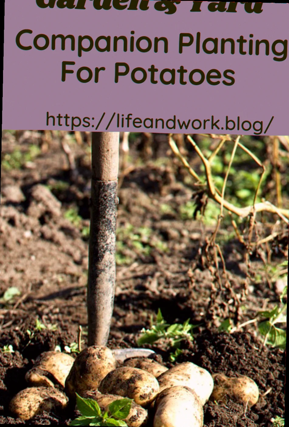 companion planting potatoes au