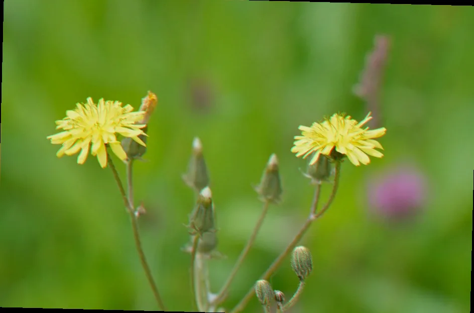 dandelion looking weed