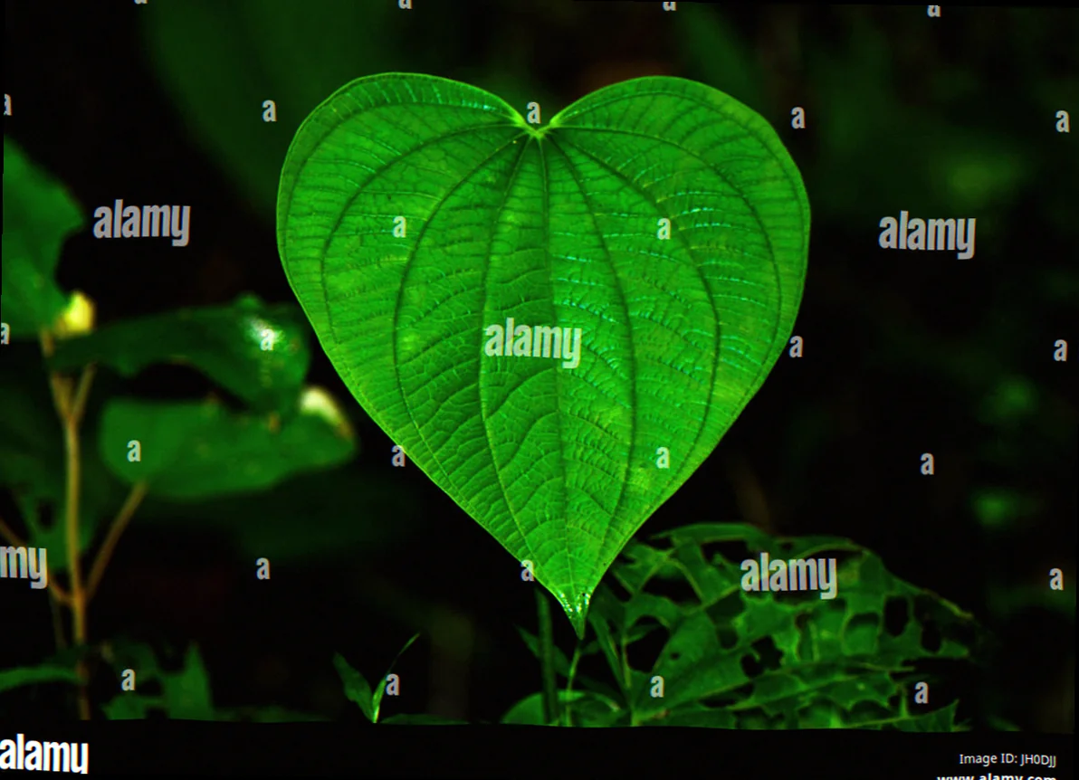 giant heart shaped leaves