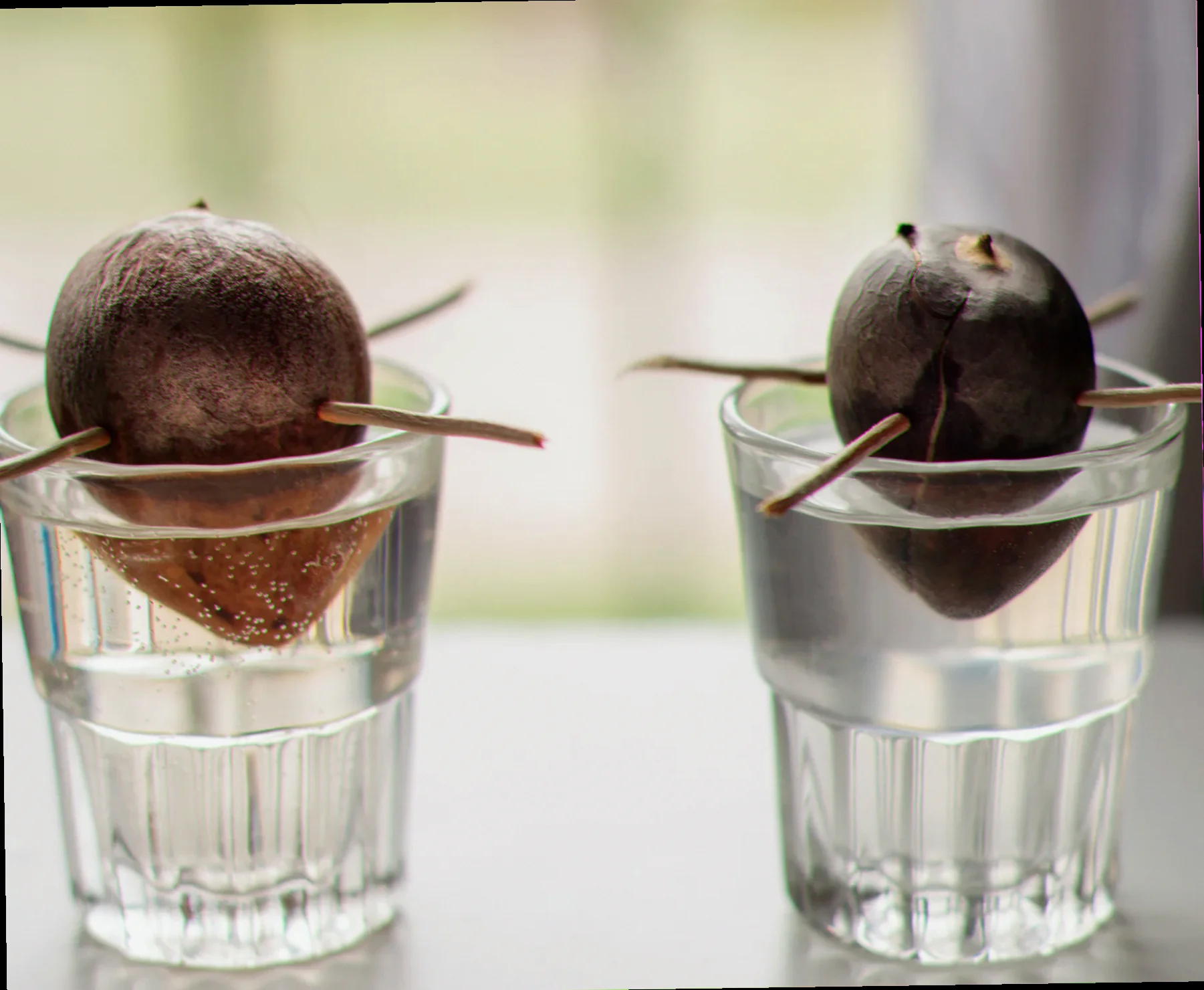grow avocado pit toothpicks