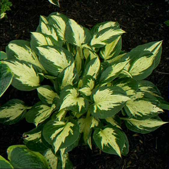 hosta revolution