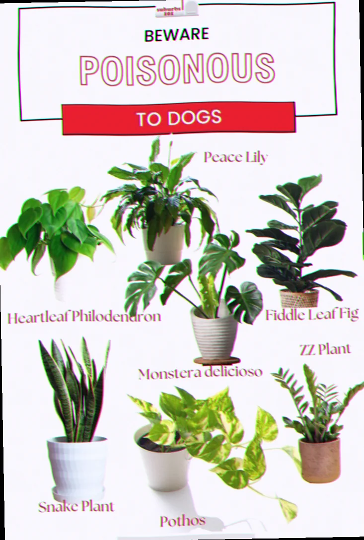 houseplants dangerous to dogs