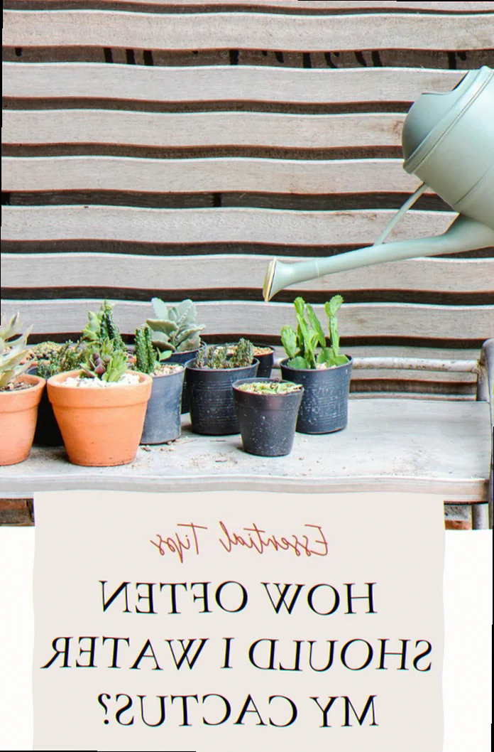 how often should i water cactus plants