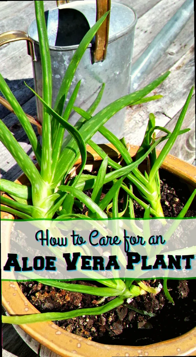 how to best care for an aloe plant