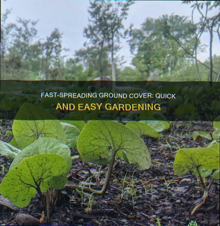 how to stop ground cover from spreading