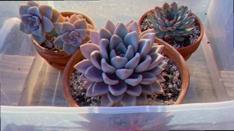 is bottom watering good for all plants