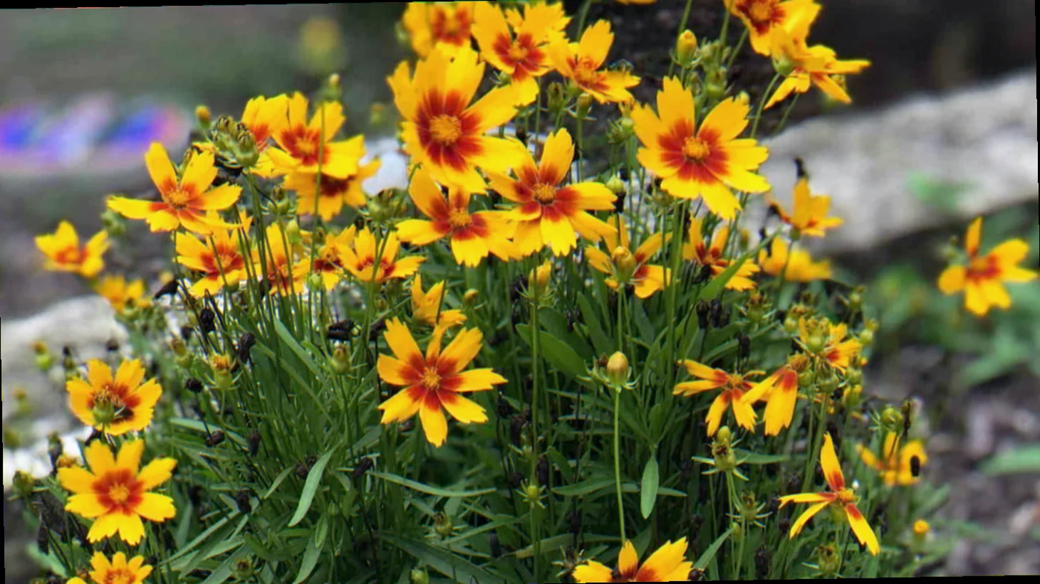 is coreopsis an annual or perennial
