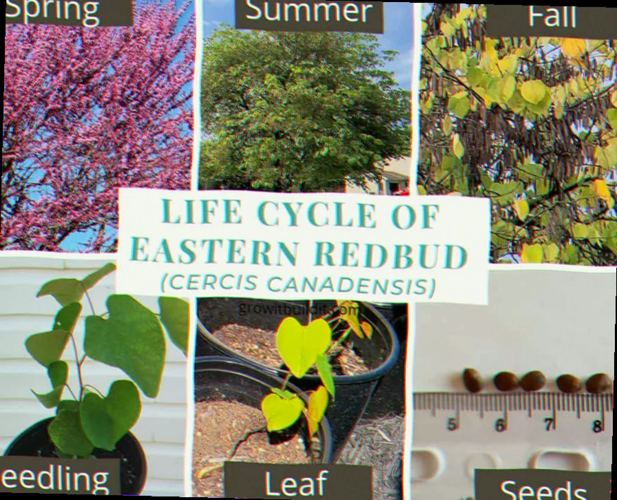 lifespan of eastern redbud tree