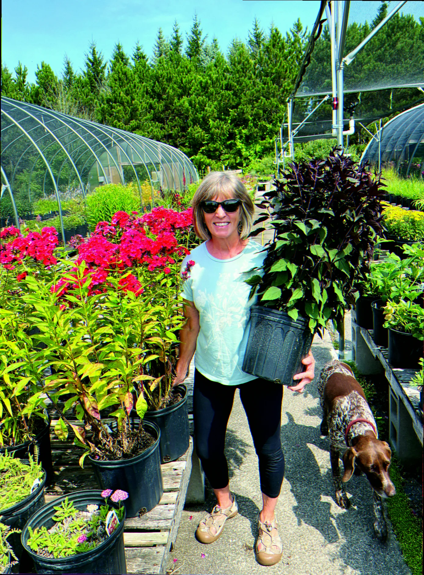 local perennial nursery