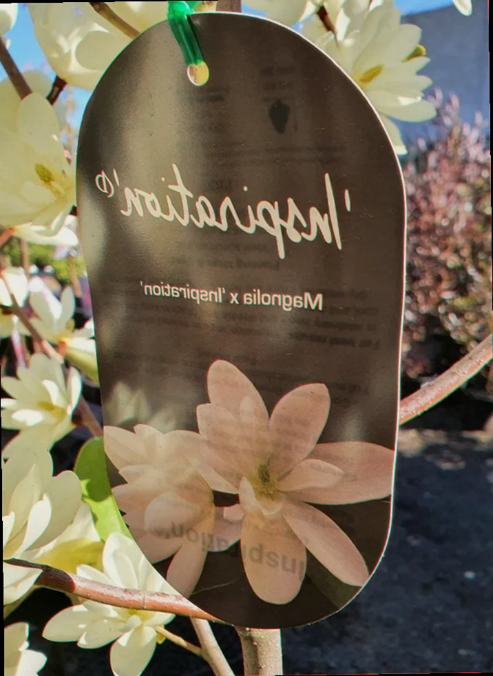 magnolia inspiration plant