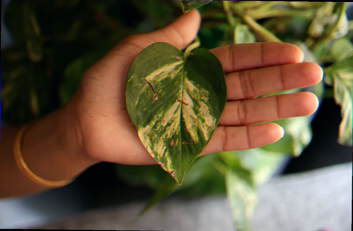 money plant grow from leaf