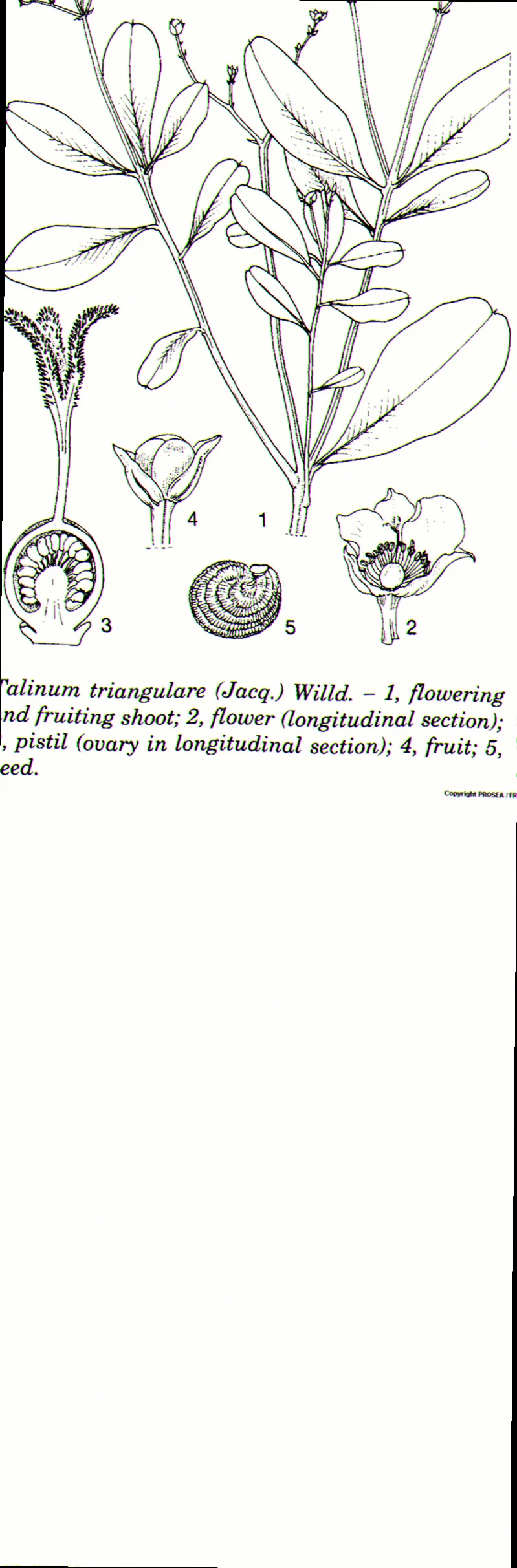 morphology of talinum triangulare