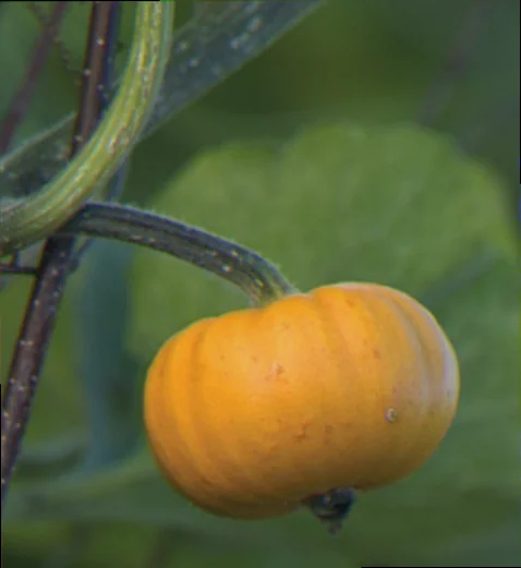 munchkin pumpkin growing