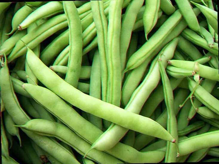 old dutch half runner bean