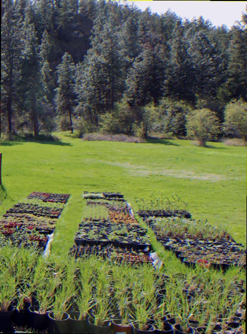 plant nursery homestead
