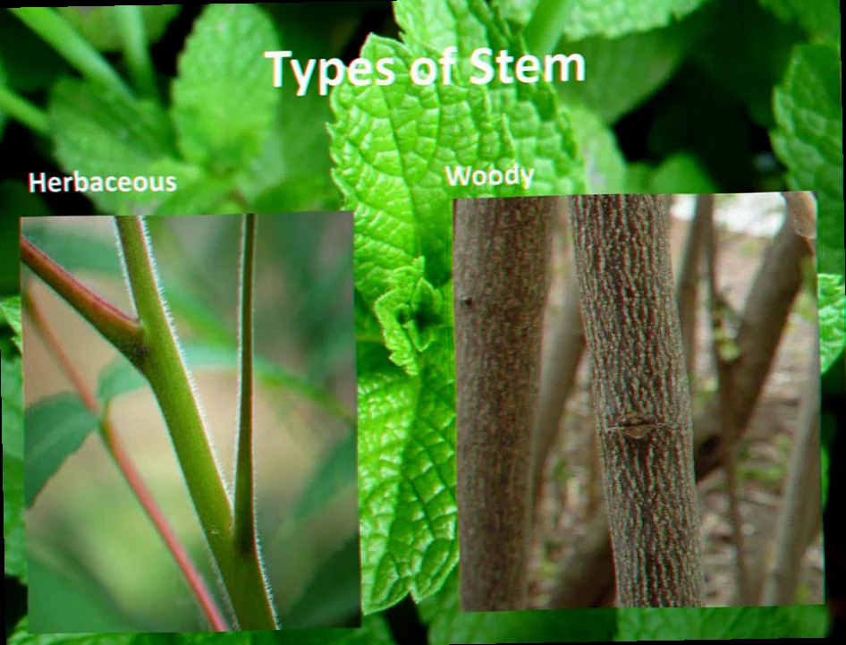 plants with thin woody stems are called