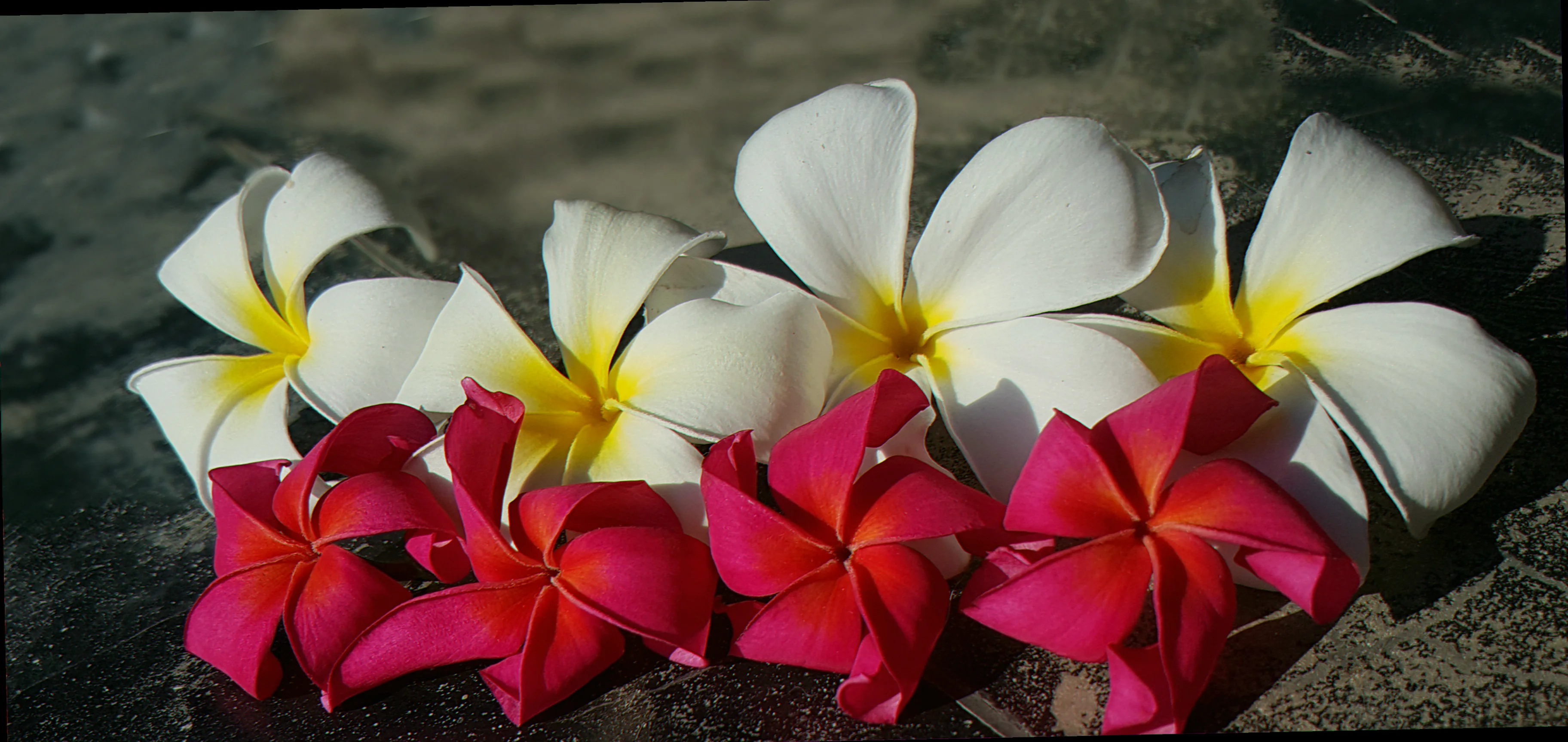 plumeria lower classifications