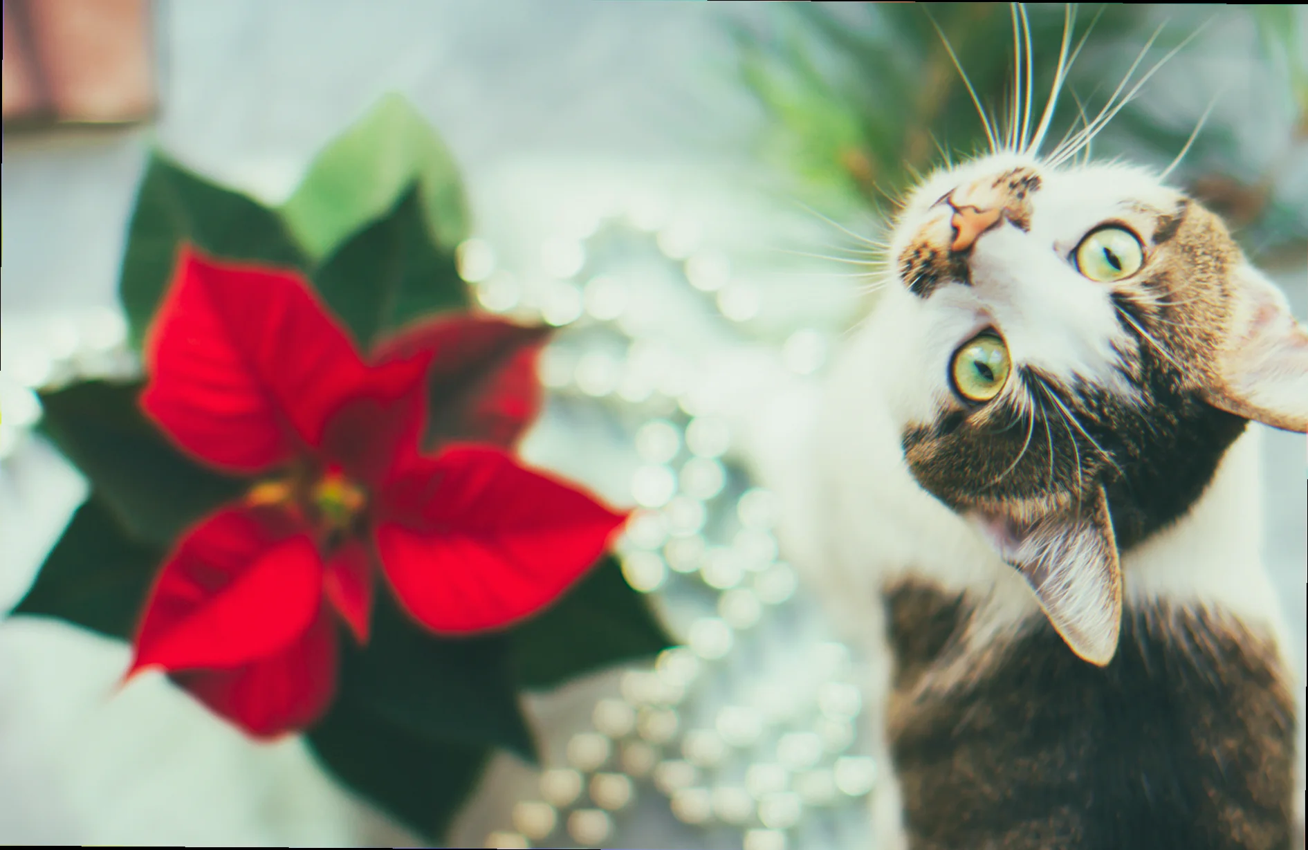 poinsettia and cats and dogs