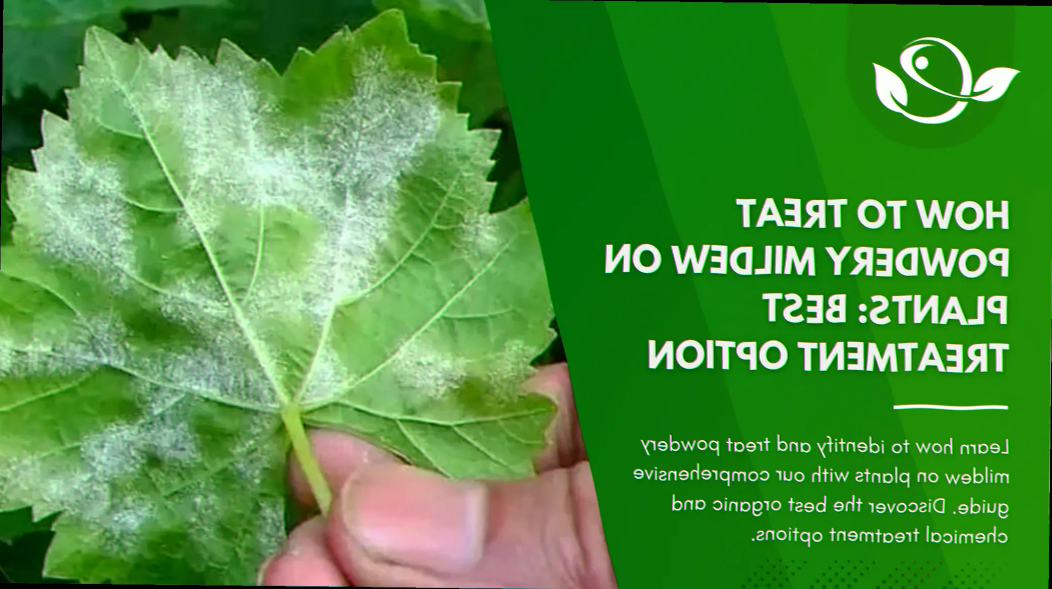 powdery mildew management