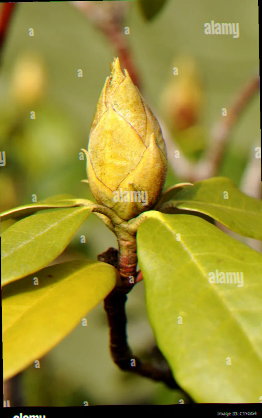 rhododendron shoots