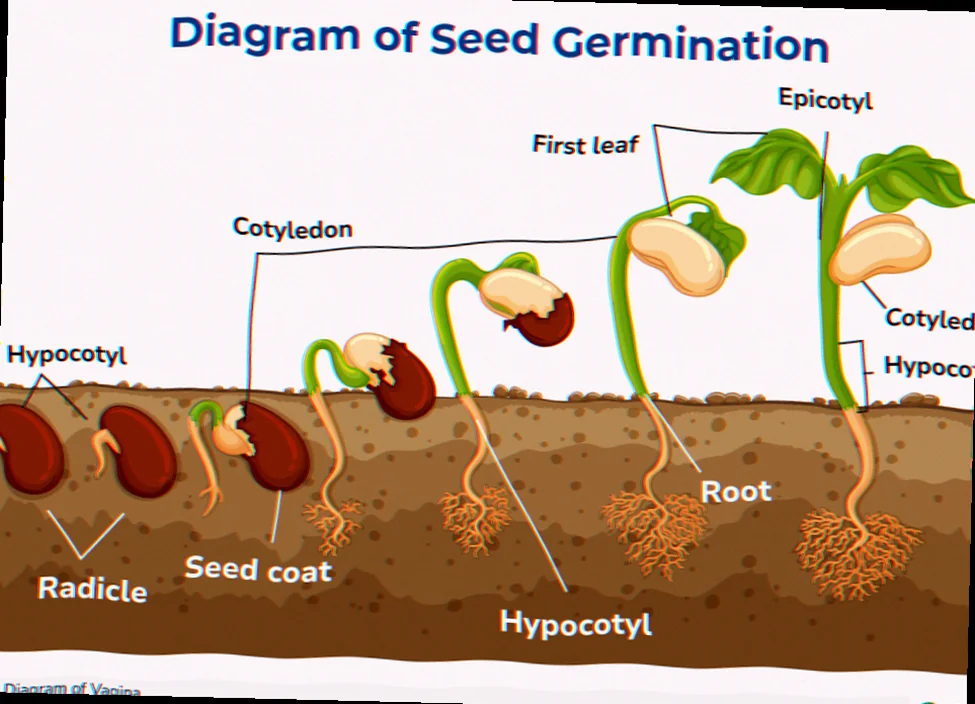seed germination asexual propagation