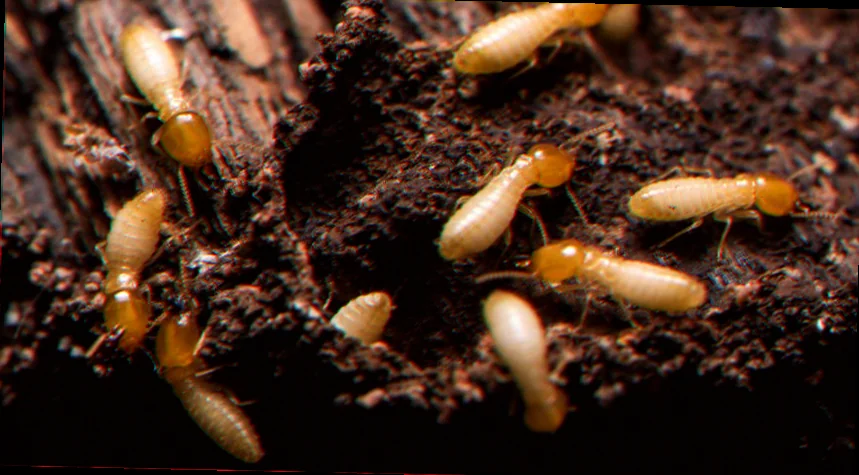 termites on plants