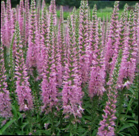 veronica giles van hees