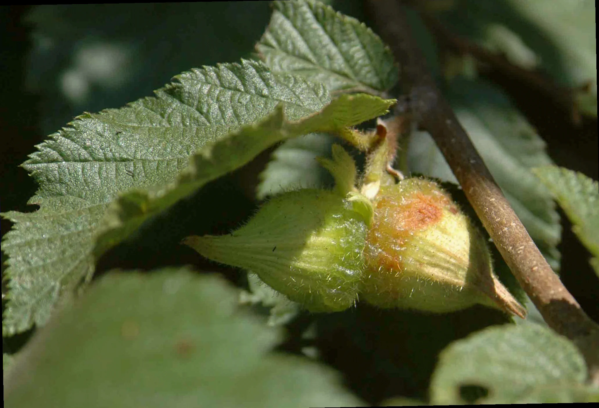western hazelnut tree