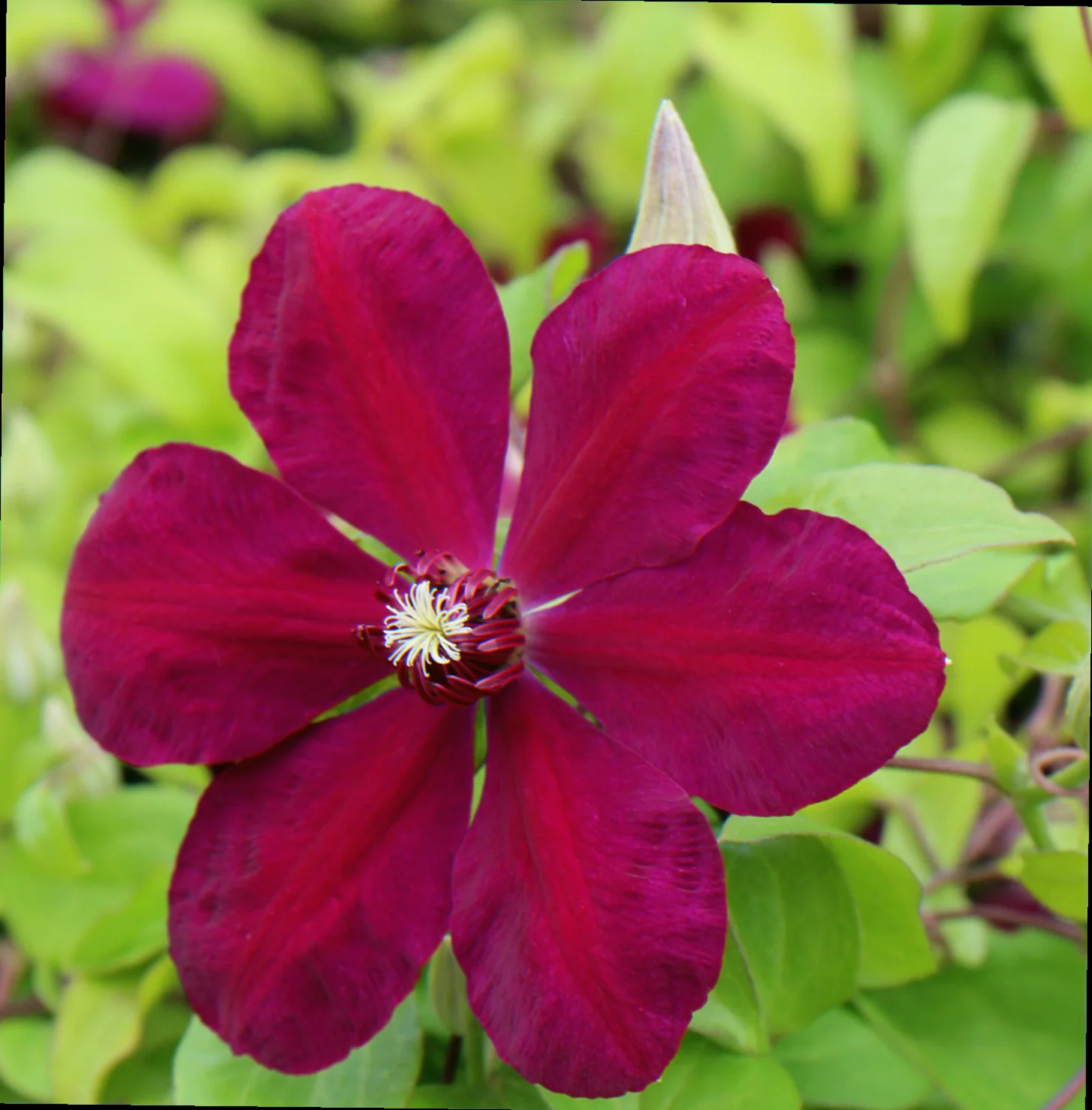 westerplatte clematis zone 4 9