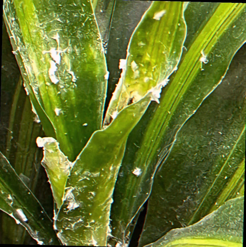 white stuff on indoor plant leaves
