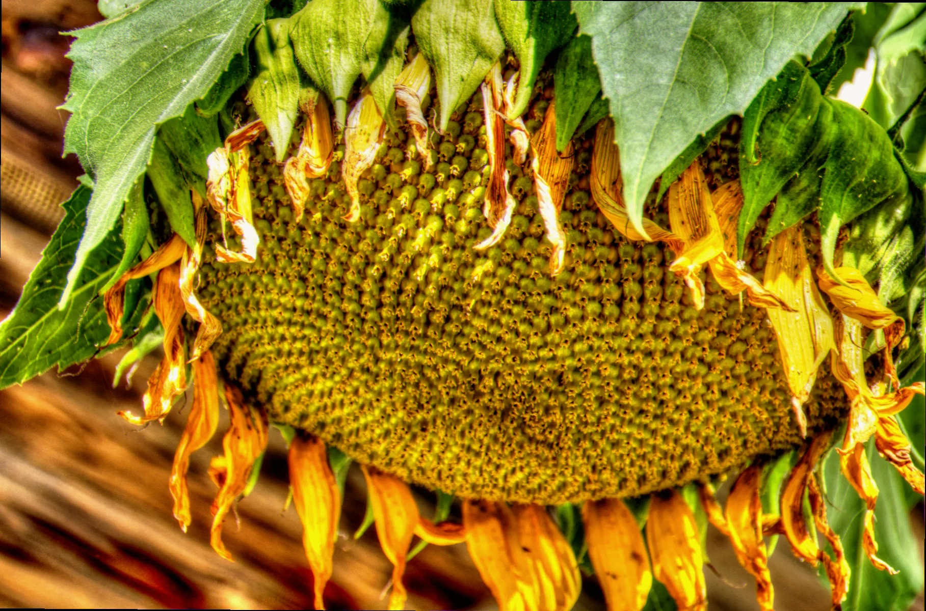 why do sunflowers droop