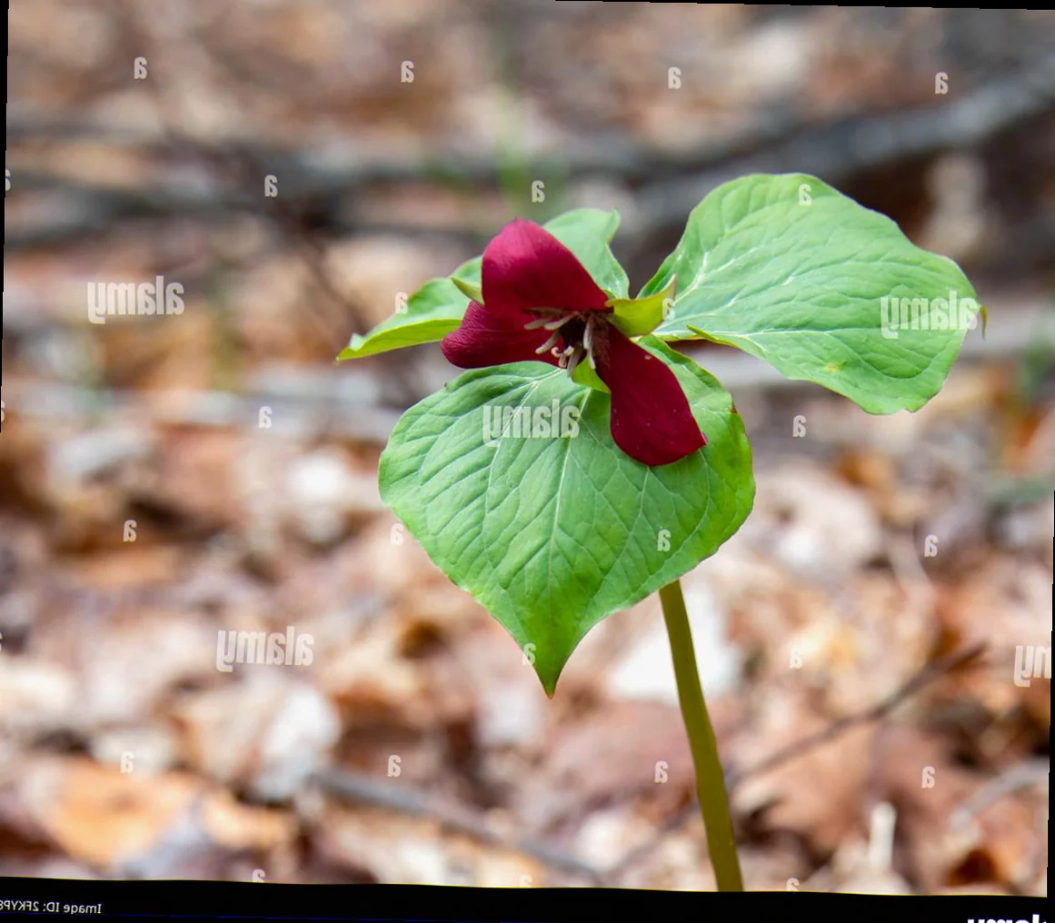 wild red trillium
