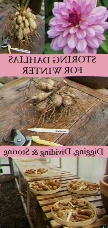 will dahlia survive winter